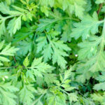 【画像】ガーデンに植えても素敵！　もしもの時に役立つ「和ハーブ」5選 〜 画像1