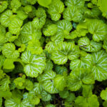 【画像】ガーデンに植えても素敵！　もしもの時に役立つ「和ハーブ」5選 〜 画像1