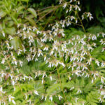 【画像】ガーデンに植えても素敵！　もしもの時に役立つ「和ハーブ」5選 〜 画像1