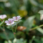 【画像】ガーデンに植えても素敵！　もしもの時に役立つ「和ハーブ」5選 〜 画像1