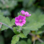 【画像】ガーデンに植えても素敵！　もしもの時に役立つ「和ハーブ」5選 〜 画像1