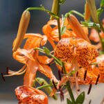 【画像】ガーデンに植えても素敵！　もしもの時に役立つ「和ハーブ」5選 〜 画像1