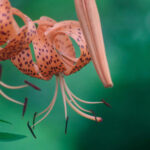 【画像】ガーデンに植えても素敵！　もしもの時に役立つ「和ハーブ」5選 〜 画像1