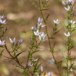 【画像】ガーデンに植えても素敵！　もしもの時に役立つ「和ハーブ」5選 〜 画像1