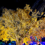 【画像】箱根駅伝で知られる神奈川県藤沢市の遊行寺で開山700年を祝うライトアップが艶麗でした 〜 画像1
