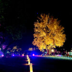 【画像】箱根駅伝で知られる神奈川県藤沢市の遊行寺で開山700年を祝うライトアップが艶麗でした 〜 画像1