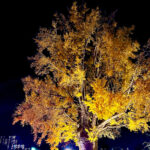 【画像】箱根駅伝で知られる神奈川県藤沢市の遊行寺で開山700年を祝うライトアップが艶麗でした 〜 画像1