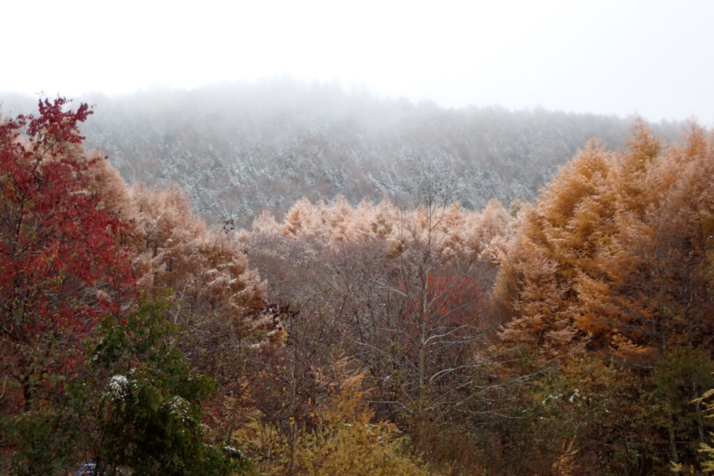 カラマツの霧氷