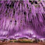 【画像】大切な人と出かけたい！ 　幻想的な「日本三大イルミネーション」の楽しみ方とは 〜 画像1