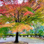 【画像】日本一遅い紅葉が自慢の熱海梅園！　今大人気観光地熱海で紅葉狩りをたっぷり楽しんで来ました 〜 画像1