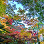 【画像】日本一遅い紅葉が自慢の熱海梅園！　今大人気観光地熱海で紅葉狩りをたっぷり楽しんで来ました 〜 画像1