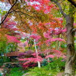 【画像】日本一遅い紅葉が自慢の熱海梅園！　今大人気観光地熱海で紅葉狩りをたっぷり楽しんで来ました 〜 画像1