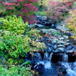 【画像】日本一遅い紅葉が自慢の熱海梅園！　今大人気観光地熱海で紅葉狩りをたっぷり楽しんで来ました 〜 画像1