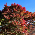 【画像】日本一遅い紅葉が自慢の熱海梅園！　今大人気観光地熱海で紅葉狩りをたっぷり楽しんで来ました 〜 画像1