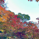 【画像】日本一遅い紅葉が自慢の熱海梅園！　今大人気観光地熱海で紅葉狩りをたっぷり楽しんで来ました 〜 画像1