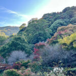 【画像】日本一遅い紅葉が自慢の熱海梅園！　今大人気観光地熱海で紅葉狩りをたっぷり楽しんで来ました 〜 画像1