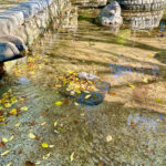 【画像】日本一遅い紅葉が自慢の熱海梅園！　今大人気観光地熱海で紅葉狩りをたっぷり楽しんで来ました 〜 画像1