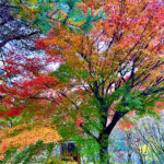 【画像】日本一遅い紅葉が自慢の熱海梅園！　今大人気観光地熱海で紅葉狩りをたっぷり楽しんで来ました 〜 画像1