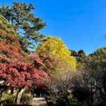 【画像】日本一遅い紅葉が自慢の熱海梅園！　今大人気観光地熱海で紅葉狩りをたっぷり楽しんで来ました 〜 画像1