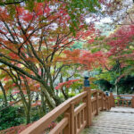 【画像】日本一遅い紅葉が自慢の熱海梅園！　今大人気観光地熱海で紅葉狩りをたっぷり楽しんで来ました 〜 画像1