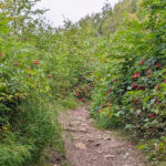 【画像】【連載コラム】聖地ヨセミテに魅せられて！ vol.24　氷河ハイキングでオーロラも満喫したい！　未完のアラスカ旅 〜 画像1