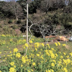 【画像】自然と動物に癒やされる！　触れ合い体験ができるキャンプ場3選【南関東エリア】 〜 画像1