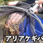 【画像】どんこを狙い川に突入！　プロの連携プレーで捕獲した意外な獲物に佐賀よかメンバーも驚きが隠せない 〜 画像1