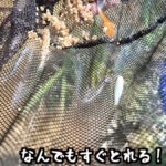 【画像】どんこを狙い川に突入！　プロの連携プレーで捕獲した意外な獲物に佐賀よかメンバーも驚きが隠せない 〜 画像1