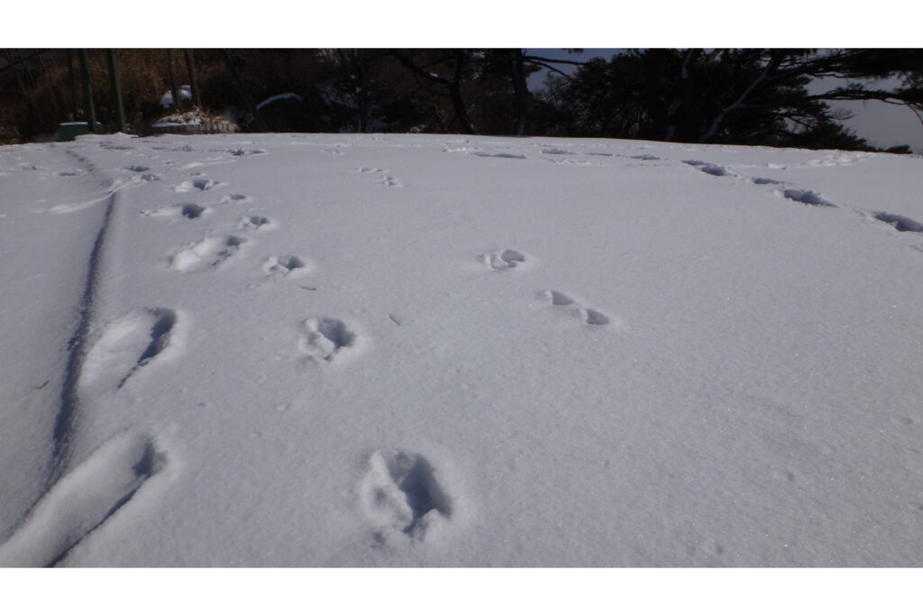 アニマルトラッキング