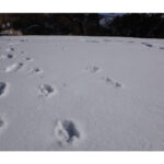 【画像】冬は雪の世界を楽しもう！　ビギナーのためのウェア＆ギアの選び方とは 〜 画像1