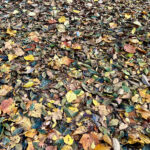 【画像】秋の渓谷ハイキング！　神奈川県山北町のユーシン渓谷で魅惑のユーシンブルーと紅葉美色三昧 〜 画像1