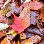 【画像】秋の渓谷ハイキング！　神奈川県山北町のユーシン渓谷で魅惑のユーシンブルーと紅葉美色三昧 〜 画像1