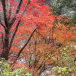 【画像】秋の渓谷ハイキング！　神奈川県山北町のユーシン渓谷で魅惑のユーシンブルーと紅葉美色三昧 〜 画像1