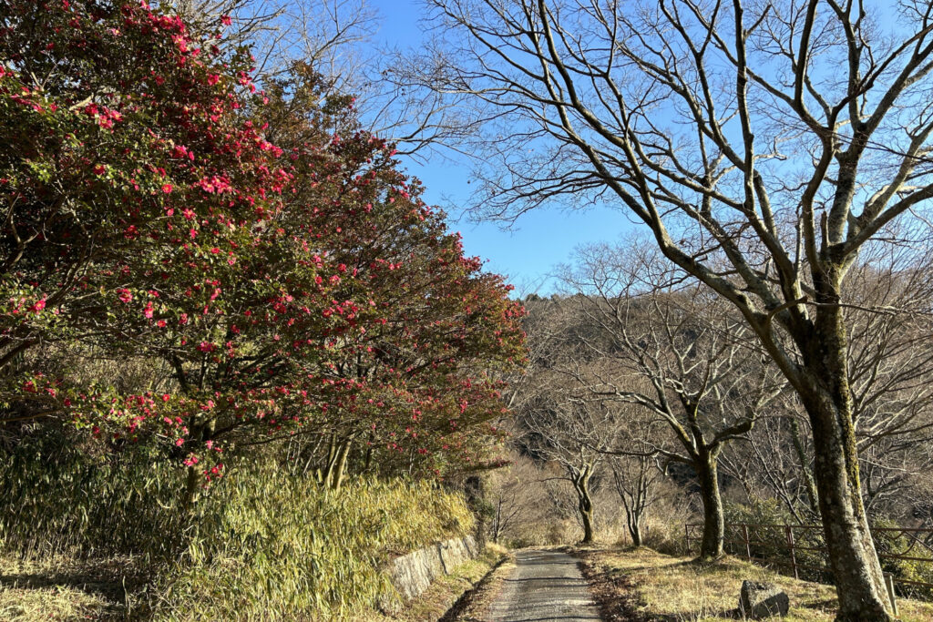 らくらく登山道
