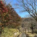 【画像】河内国一之宮・枚岡神社から神秘的な奥宮「神津嶽」へ！　摂津・河内・和泉を一望する絶景コースを歩く 〜 画像1