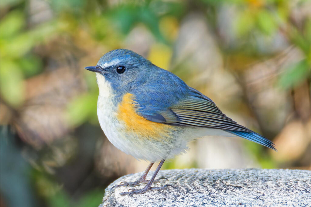 ルリビタキ／オス