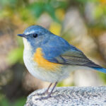 ルリビタキ／オス