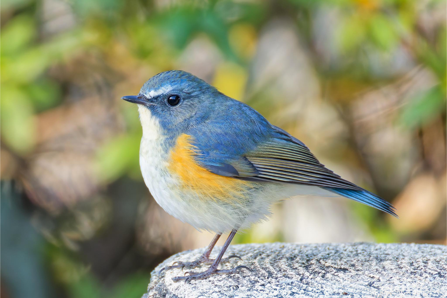 ルリビタキ／オス