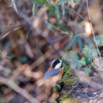 【画像】何種類くらいの野鳥を探せる？　「小宮公園」で野鳥観察【関東エリア】 〜 画像1