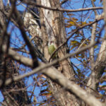 【画像】何種類くらいの野鳥を探せる？　「小宮公園」で野鳥観察【関東エリア】 〜 画像1