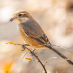 【画像】何種類くらいの野鳥を探せる？　「小宮公園」で野鳥観察【関東エリア】 〜 画像1