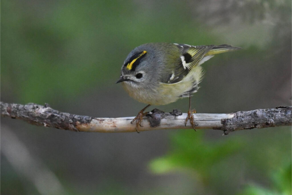 キクイタダキ／引き