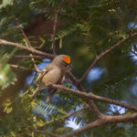 【画像】何種類くらいの野鳥を探せる？　「小宮公園」で野鳥観察【関東エリア】 〜 画像1