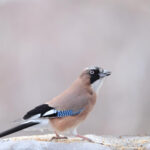 【画像】何種類くらいの野鳥を探せる？　「小宮公園」で野鳥観察【関東エリア】 〜 画像1