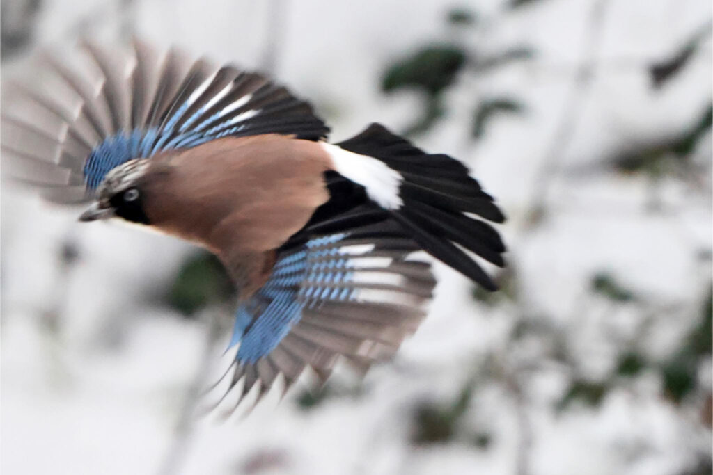 カケス／飛ぶ姿