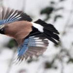 【画像】何種類くらいの野鳥を探せる？　「小宮公園」で野鳥観察【関東エリア】 〜 画像1