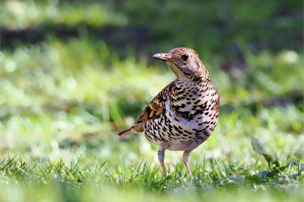 トラツグミ／引き
