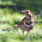 【画像】何種類くらいの野鳥を探せる？　「小宮公園」で野鳥観察【関東エリア】 〜 画像1