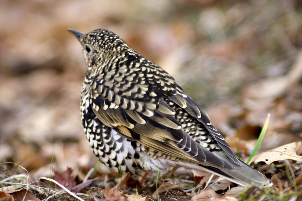 トラツグミ／後ろ姿