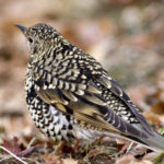 【画像】何種類くらいの野鳥を探せる？　「小宮公園」で野鳥観察【関東エリア】 〜 画像1